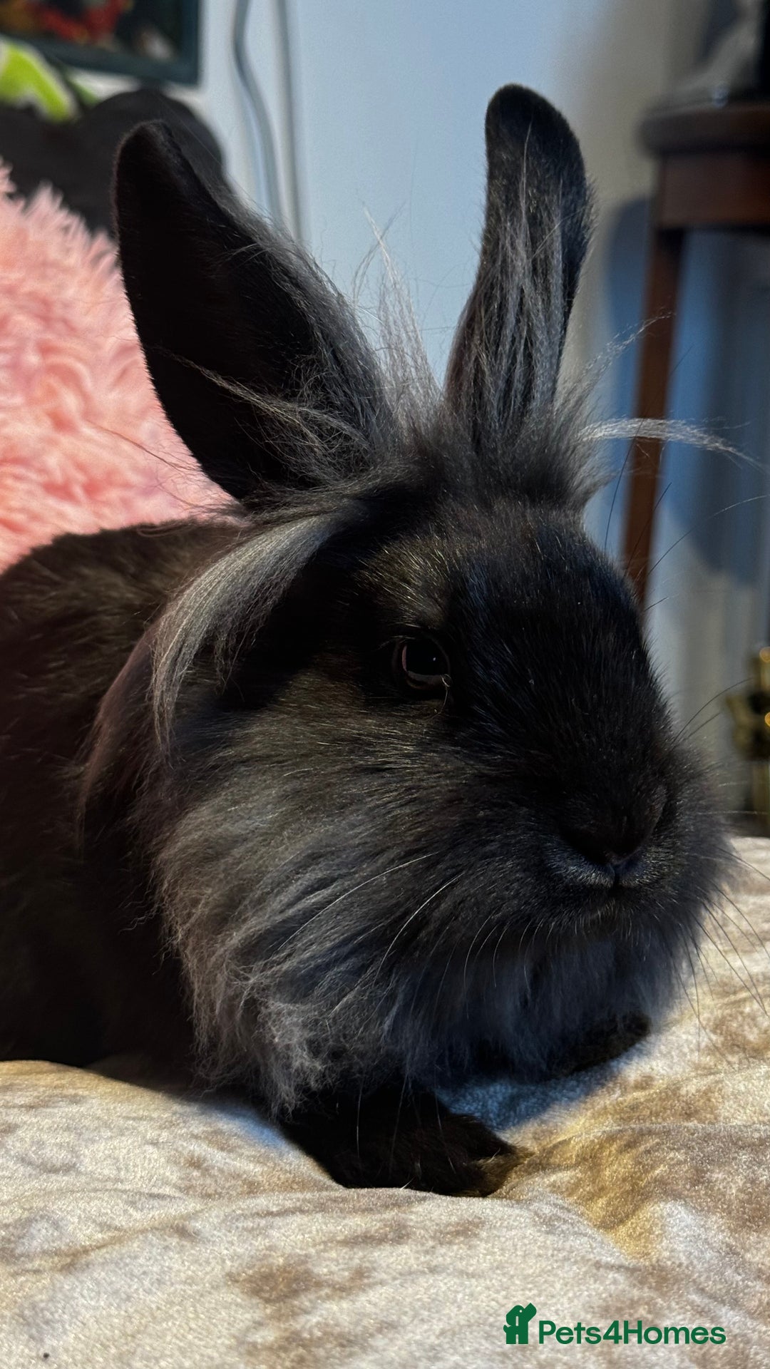 Mixed Breed rabbits for sale: Netherland dwarf and lionhead mixed bunnies - Image 18