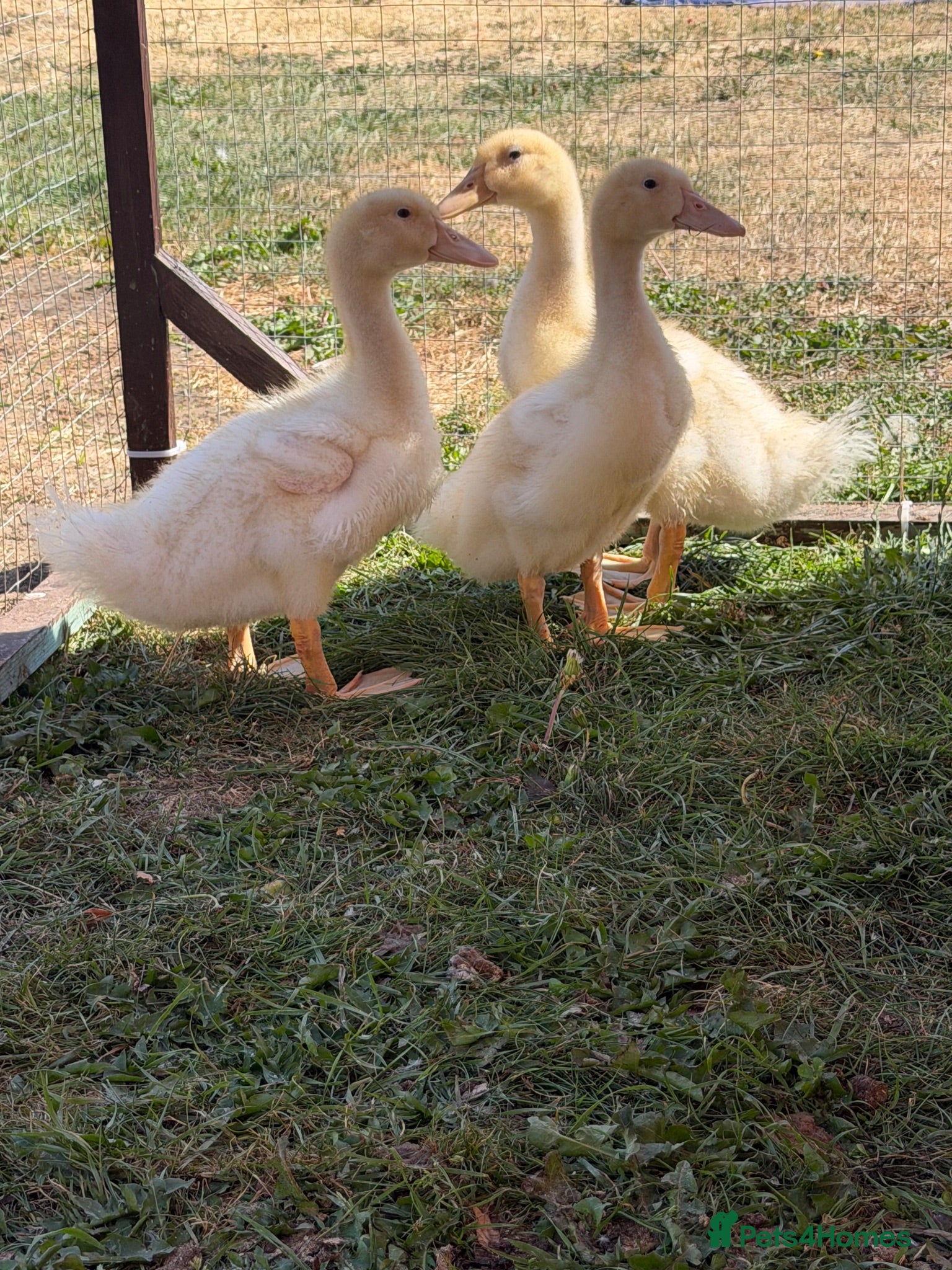 Ducks poultry 3 Pekin ducklings  - Advert 21
