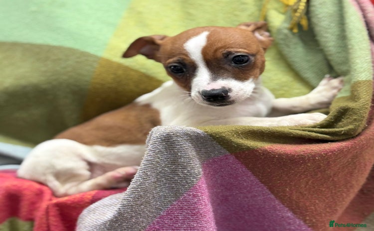 Jack Russell dogs - Advert 2