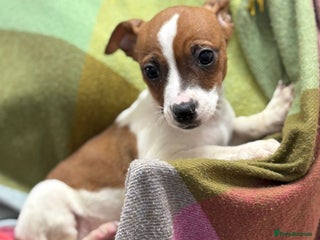 Jack Russell dogs - Advert 31