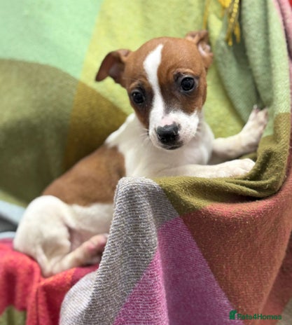 Jack Russell dogs - Advert 15