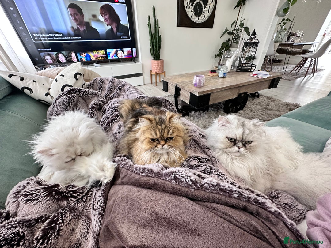 Persian cats for sale: Persian chinchilla cats - Advert 9