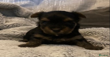 Mixed Breed dogs - Advert 11