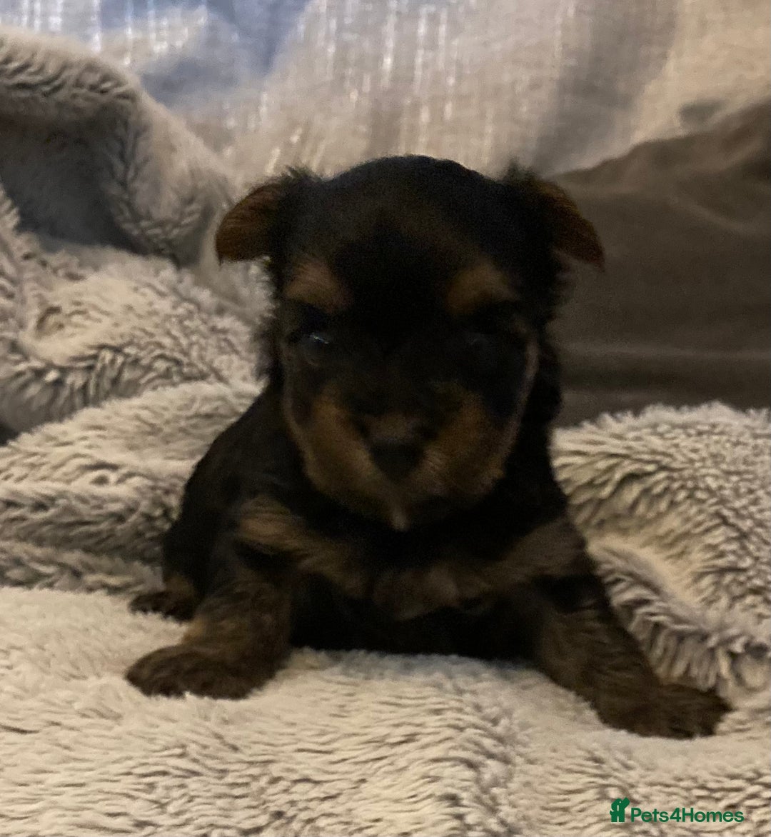 Mixed Breed dogs for sale: Biewer Yorkshire Terrier puppies for sale - Image 2