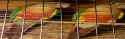 Conures birds for sale: Proven breeding pair of pine apple conures  - Advert 2