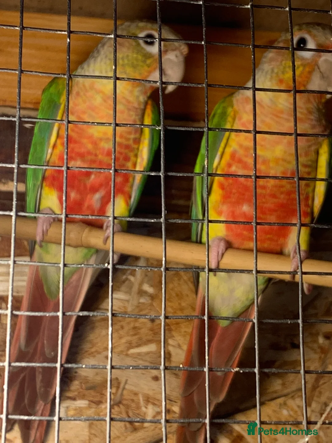 Conures birds for sale: Proven breeding pair of pine apple conures  - Advert 2