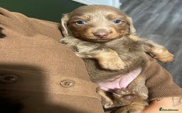 Miniature Dachshund dogs for sale: Long haired Isabella and tan miniature dachshund  - Image 5