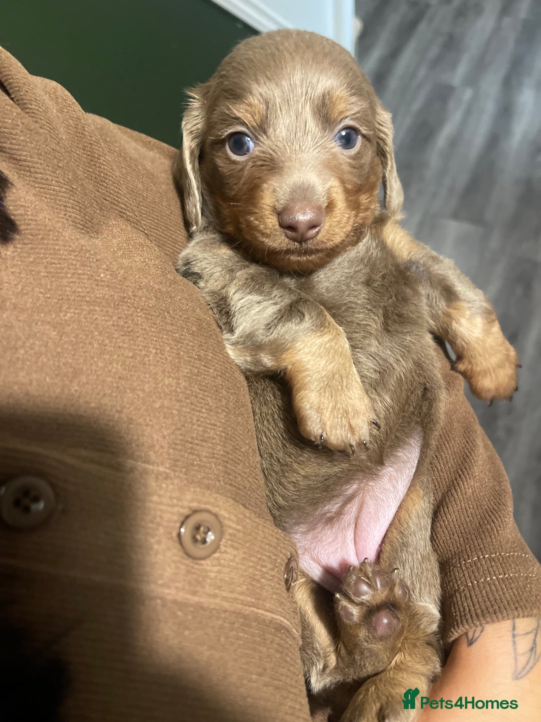 Miniature Dachshund dogs for sale: Long haired Isabella and tan miniature dachshund  - Image 5