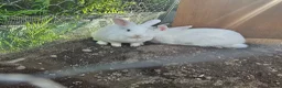 Mini Lion Lop rabbits for sale: Lion main lop white sisters 1 year old  - Advert 4