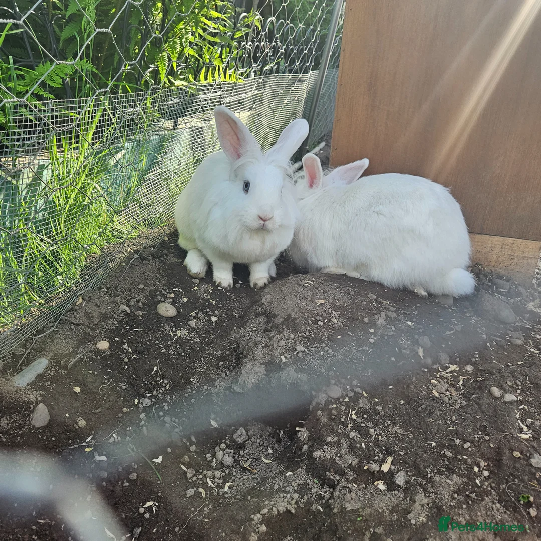 Mini Lion Lop rabbits for sale: Lion main lop white sisters 1 year old  - Advert 4