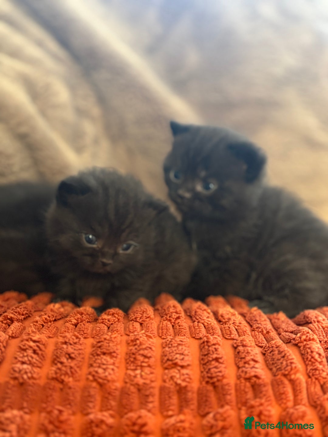 British Shorthair cats for sale: Chocolate BSH Kittens  - Image 7