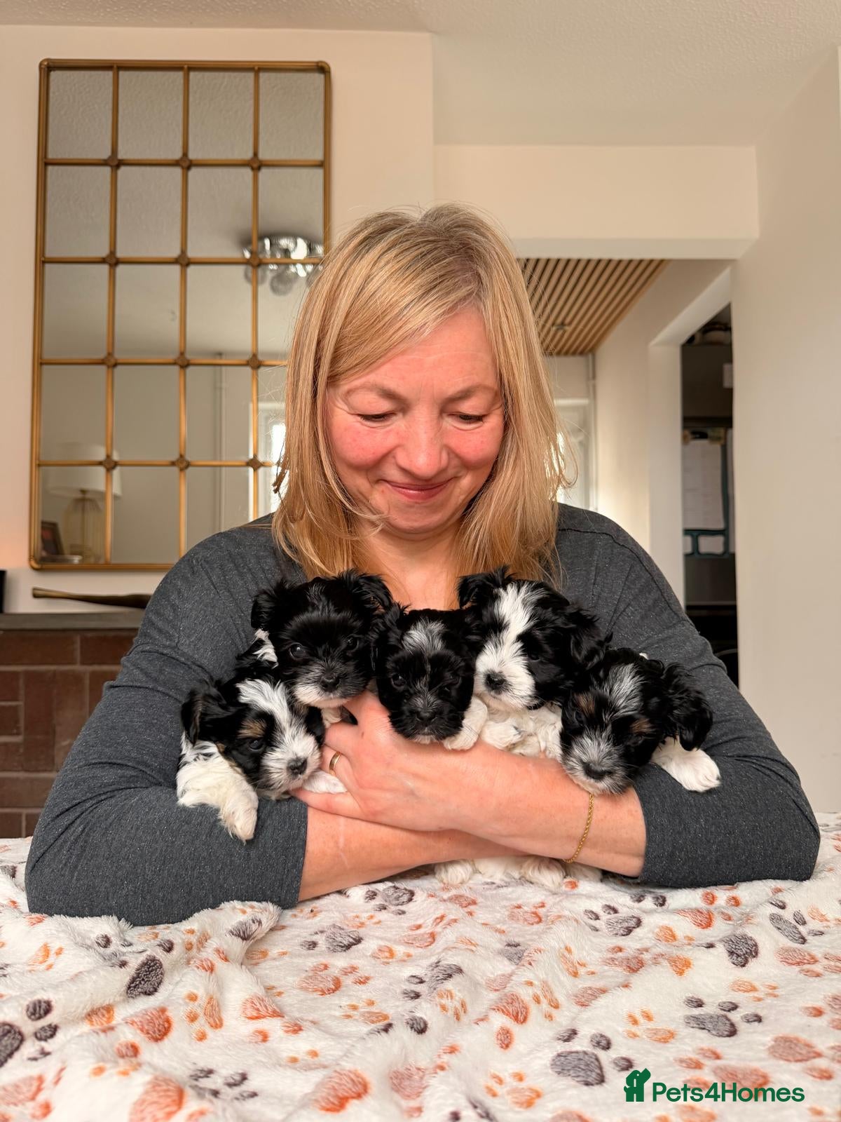 Yorkshire Terrier dogs Biewer Yorkshire Terrier 5⭐ License Family Raised - Advert 15