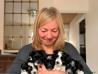 Yorkshire Terrier dogs Biewer Yorkshire Terrier 5⭐ License Family Raised - Advert 15