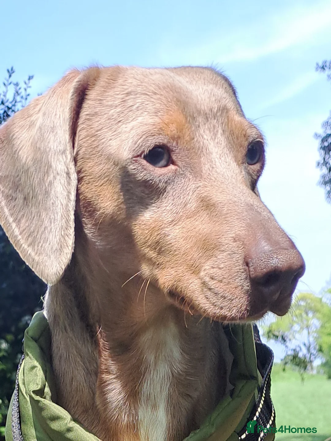 Miniature Dachshund dogs for stud: KC Dash PRA clear STUD DNA in pictures  in Ramsgate - Advert 13