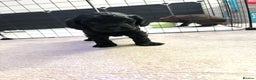 Cockapoo dogs for sale: F1B black cockapoo - Ready for home 25th December  - Advert 1