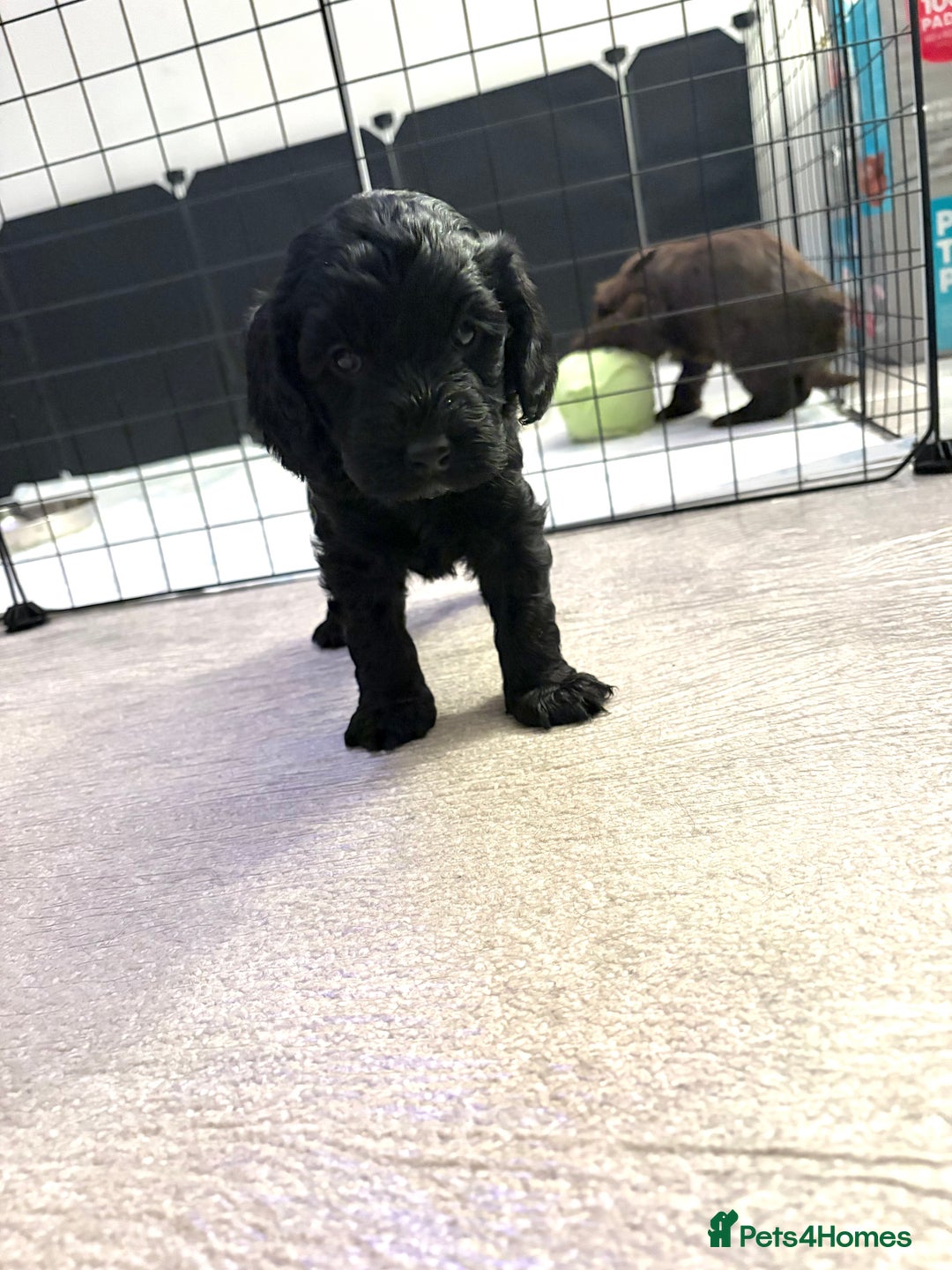 Cockapoo dogs for sale: F1B black cockapoo - Ready for home 25th December  - Advert 1