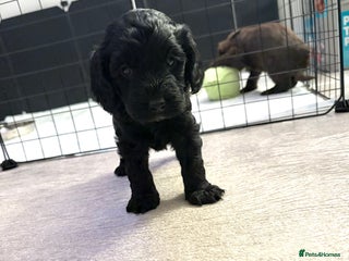 Cockapoo dogs F1B black cockapoo - Ready for home 25th December - Advert 1