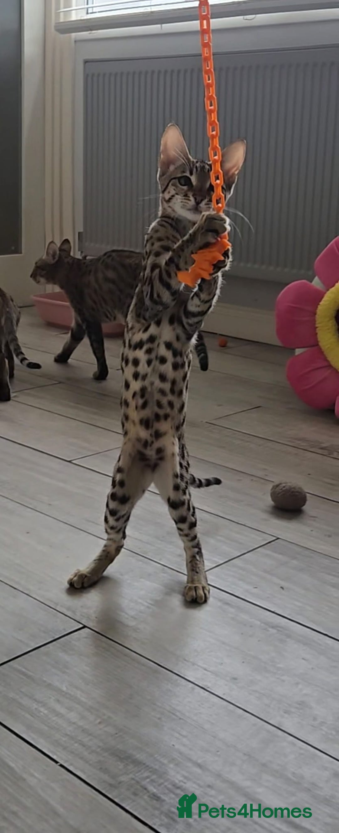 Savannah cats for sale: Britishpride F7 Savannah Kittens Male and female  - Advert 12