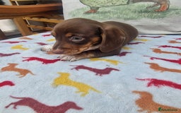 Miniature Dachshund dogs for sale: 🐾 Miniature Dachshund Puppies for Sale 🐾 - Image 29