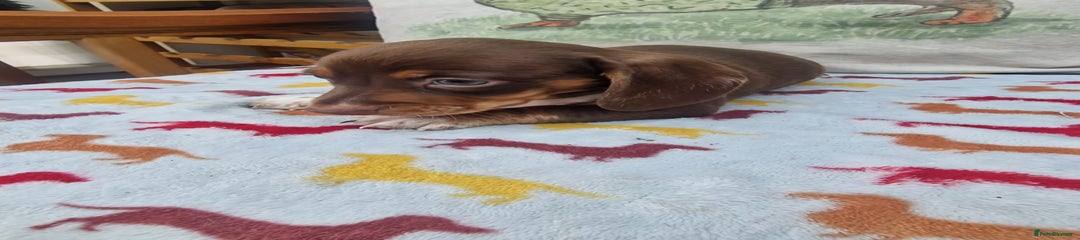 Miniature Dachshund Puppy 6