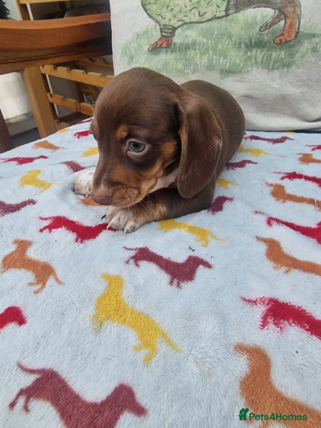 Miniature Dachshund dogs for sale: 🐾 Miniature Dachshund Puppies for Sale 🐾 - Image 29