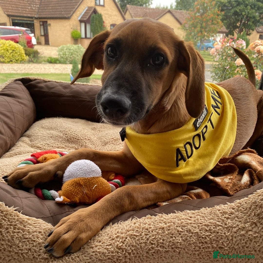 Mixed Breed dogs for adoption: Minnow (Hound/Shepherd mix) - Image 12