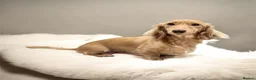 Miniature Dachshund dogs for sale: 7 Stunning Longhaired Cream KC Mini Dachshunds - Advert 2