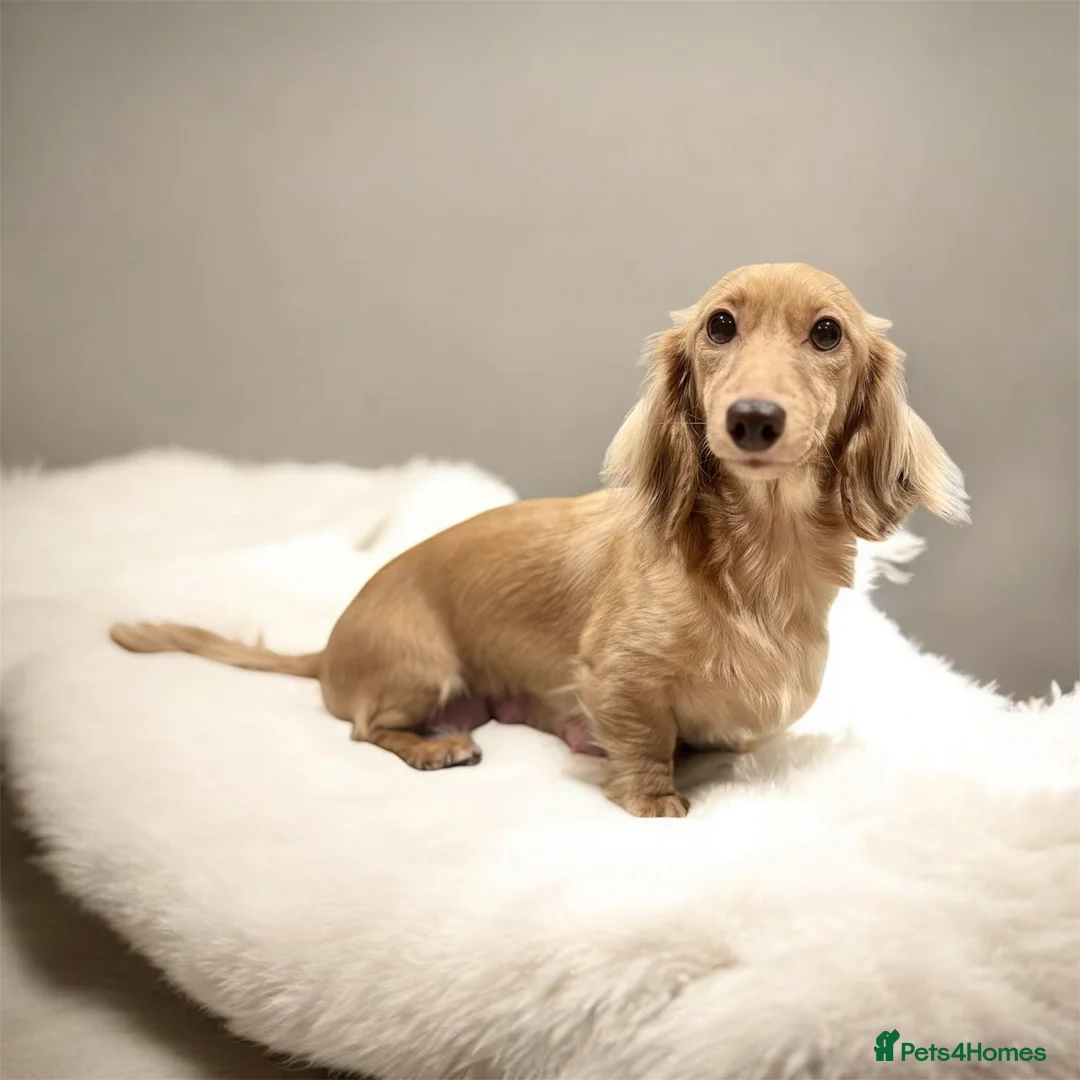 Miniature Dachshund dogs for sale: 7 Stunning Longhaired Cream KC Mini Dachshunds - Advert 2