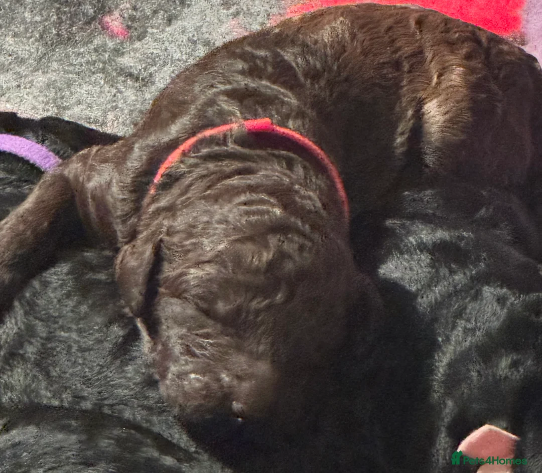 Standard Poodle dogs for sale: Reduced price£1800 Wonderful standard poodle pup’s - Advert 5