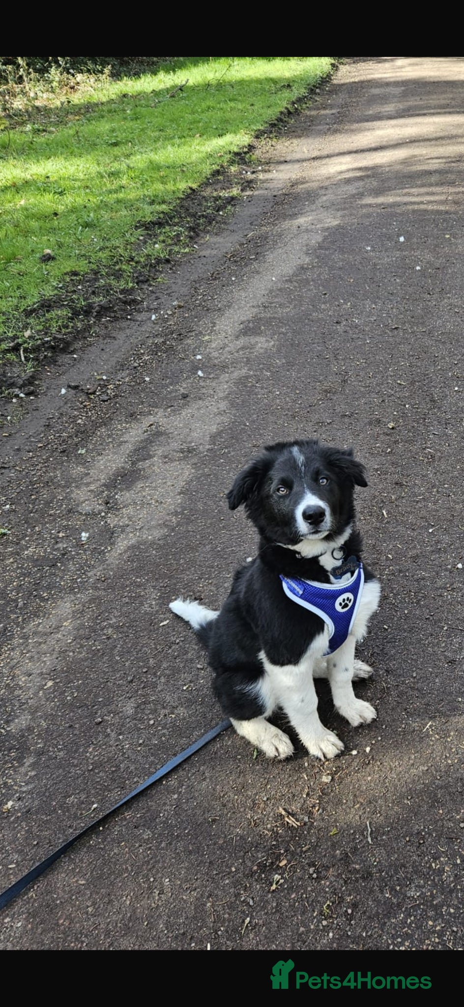 Border Collie dogs for sale: Border Collie pup in Bracknell - Advert 12