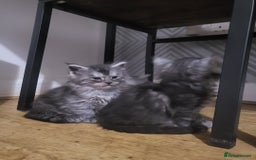 Maine Coon cats for sale:  TICA Registered Maine Coon Kittens Silver Tabby  - Image 5
