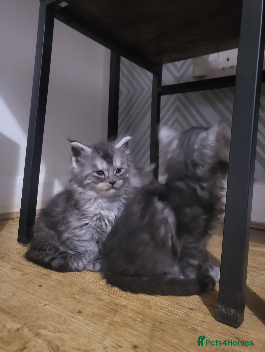 Maine Coon cats for sale:  TICA Registered Maine Coon Kittens Silver Tabby  - Image 5