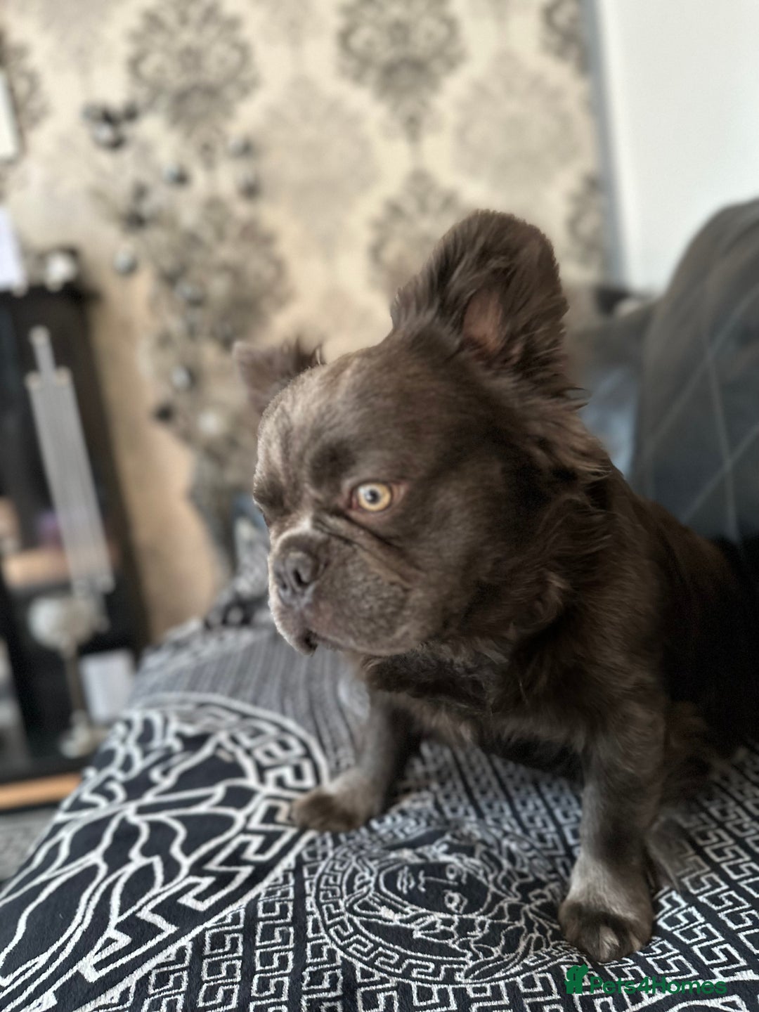 French Bulldog dogs for sale: Beautiful full fluffy French bulldog  - Advert 13