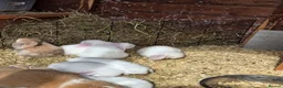 Mini Lop rabbits for sale: Baby mini lops - Advert 1