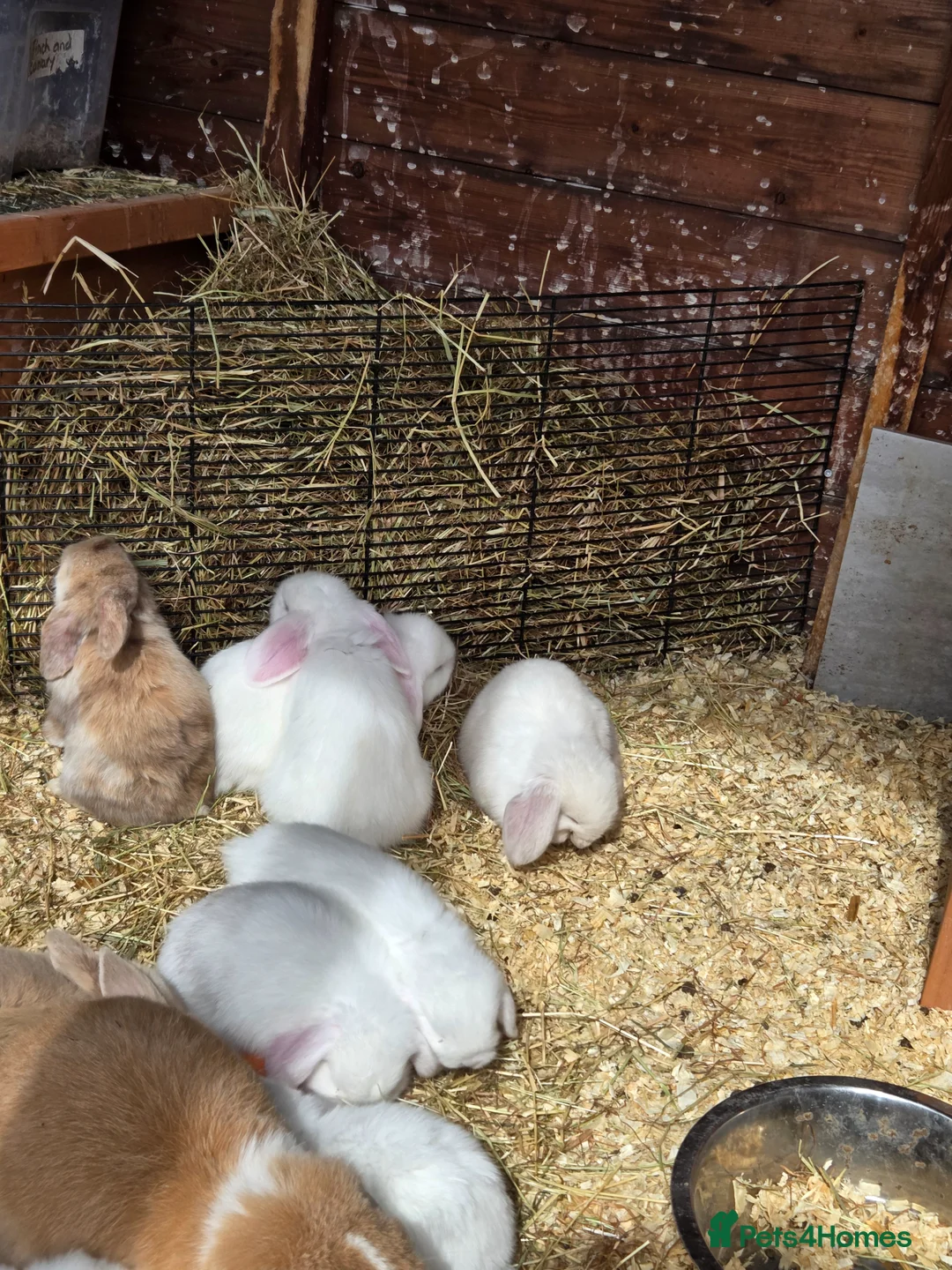 Mini Lop rabbits for sale: Baby mini lops - Advert 1