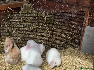 Mini Lop rabbits Baby mini lops - Advert 1