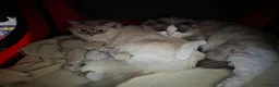 Ragdoll cats for sale: 2 ADULT GIRLS LOOKING FOR NEW HOMES - Advert 10