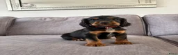Cocker Spaniel dogs for sale: Beautiful tri coloured cocker spaniel pups   - Advert 23