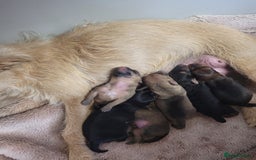 Patterdale Terrier dogs for sale: Patterdale pups - Image 8
