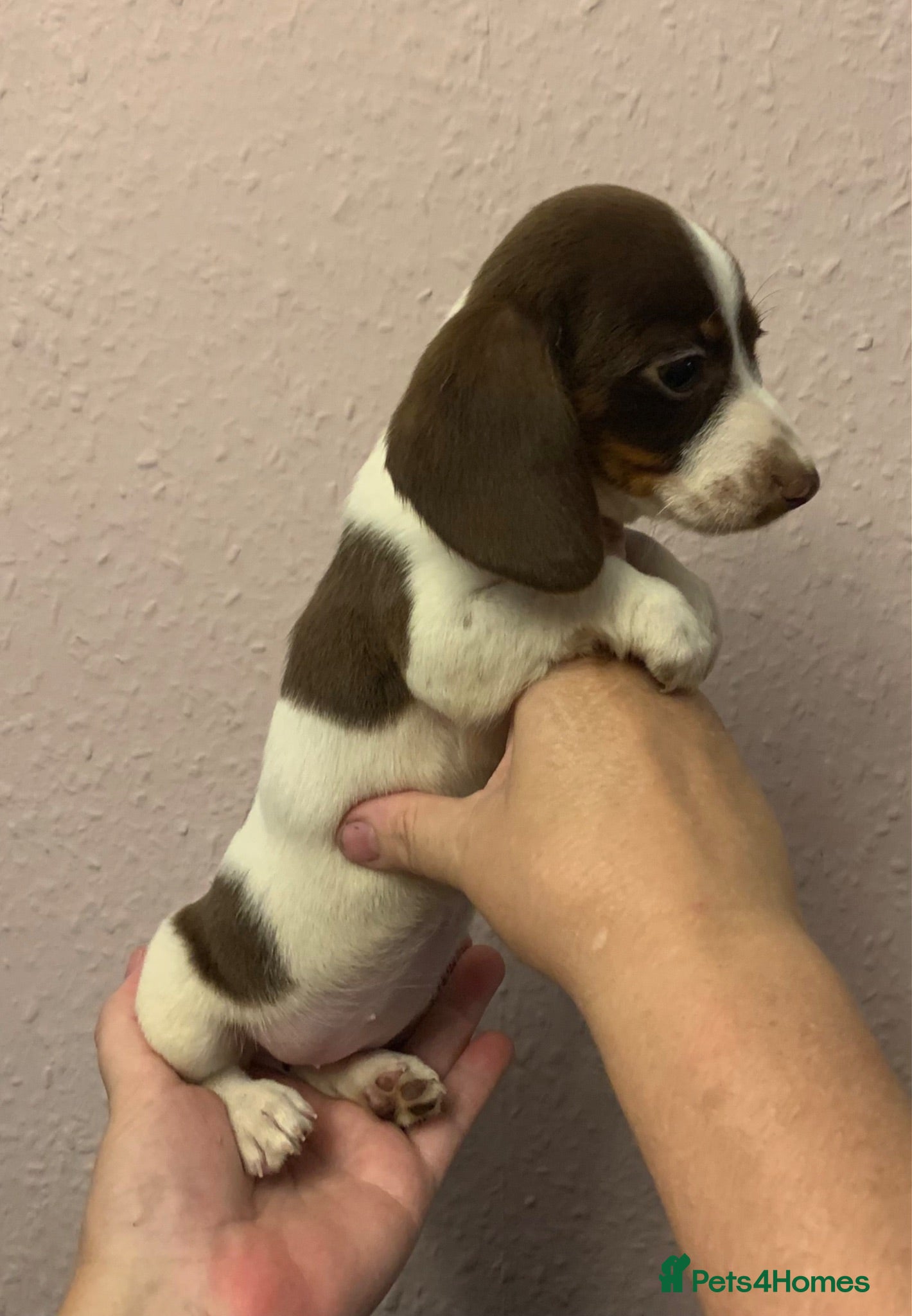 Miniature Dachshund dogs Just one Piebald mini dachshund pup left! - Advert 10