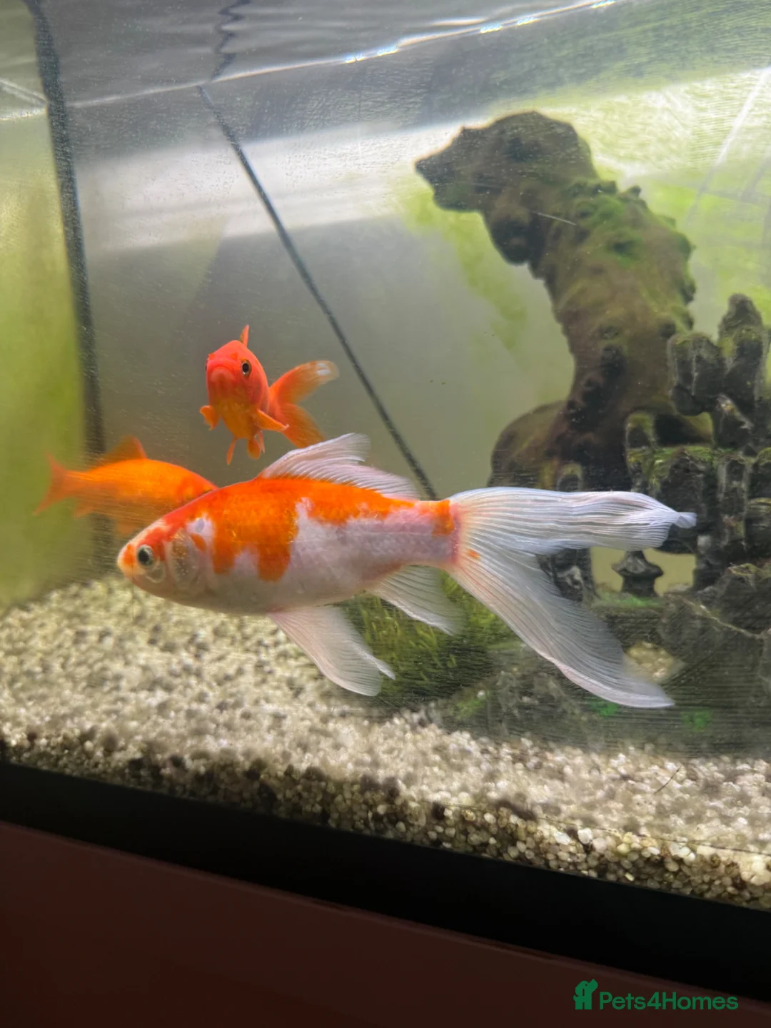 Goldfish fish for sale: 3 Goldfish  - Advert 9