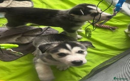 Siberian Husky dogs for sale: Lovely husky puppies, ready for new homes on 25/8 - Image 30