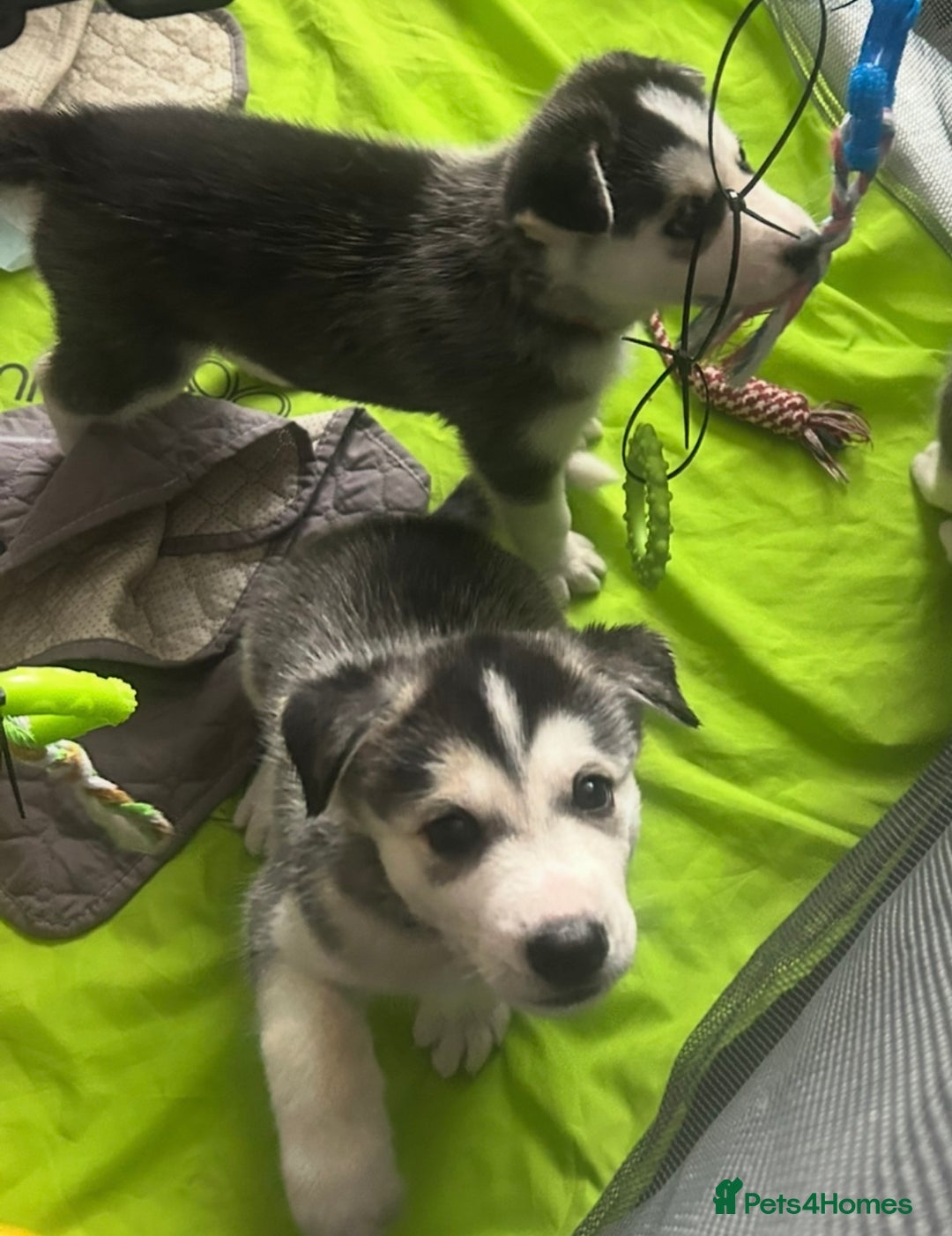 Siberian Husky dogs for sale: Lovely husky puppies, ready for new homes on 25/8 - Image 30