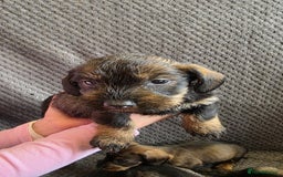 Dachshund dogs for sale: Dachshund wire haired (teckel pups) ✨ - Image 5