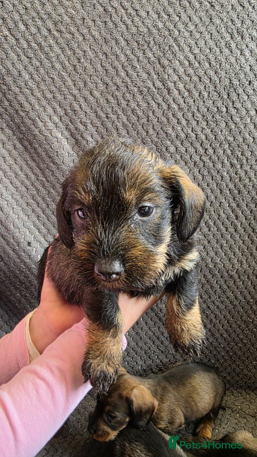 Dachshund dogs for sale: Dachshund wire haired (teckel pups) ✨ - Image 5