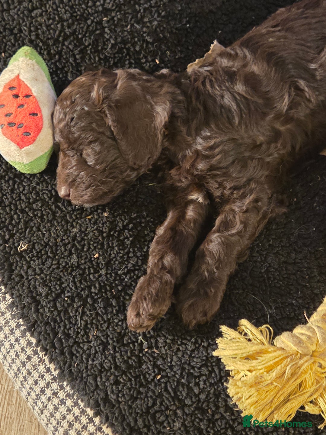 Sproodle dogs for sale: Beautiful litter of F2 Sproodles  - Image 11