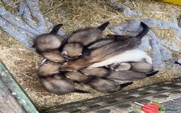 Ferret rodents for sale: Ferrets for sale  - Image 1