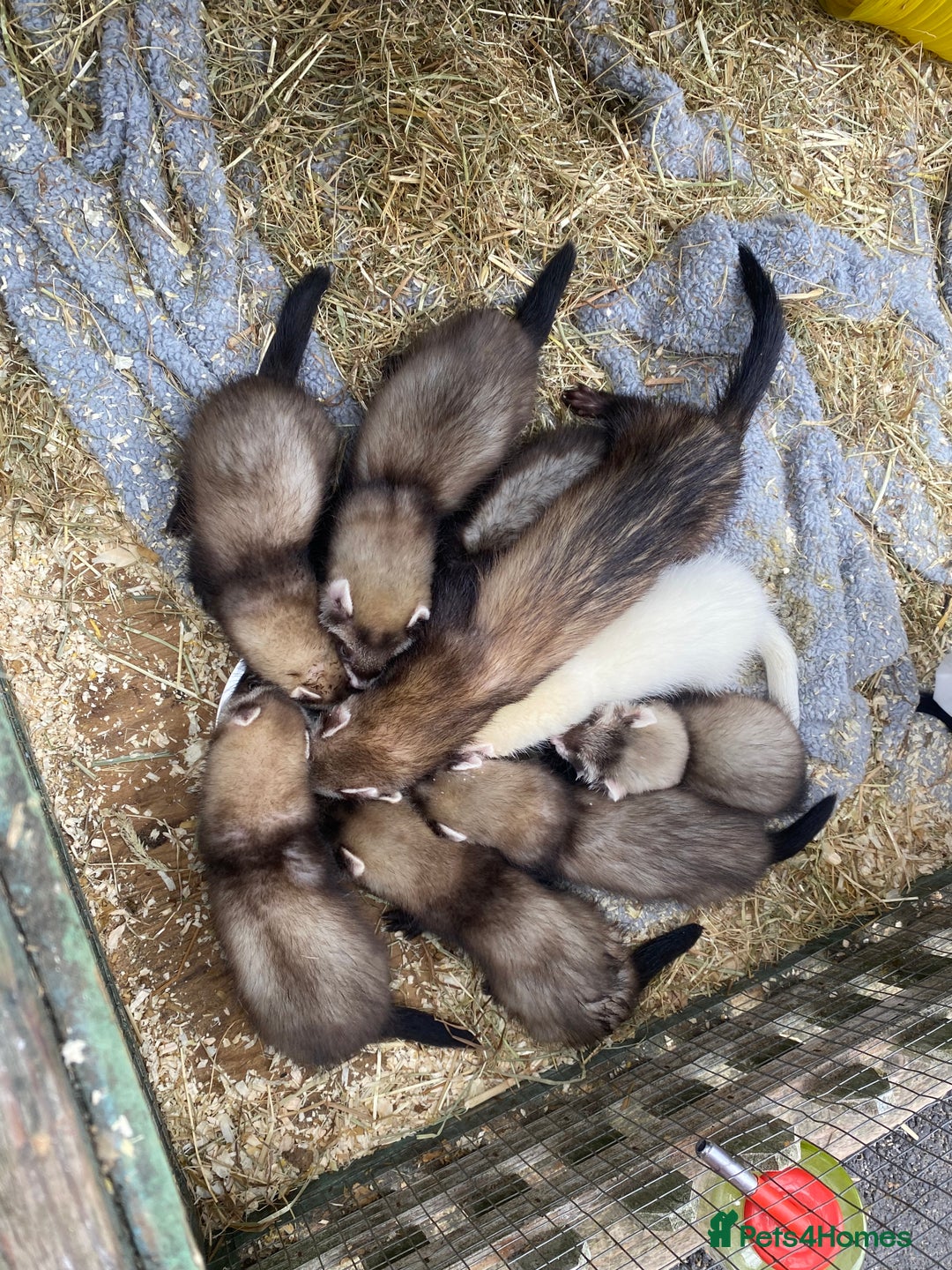 Ferret rodents for sale: Ferrets for sale  - Image 1