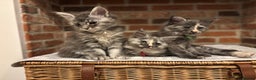 Maine Coon cats for sale: TICA Maine Coon Kittens - Advert 1