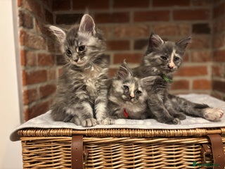 Maine Coon cats TICA Maine Coon Kittens - Advert 12